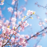 【カットモデル募集】お得にオシャレをして春を楽しもう！
